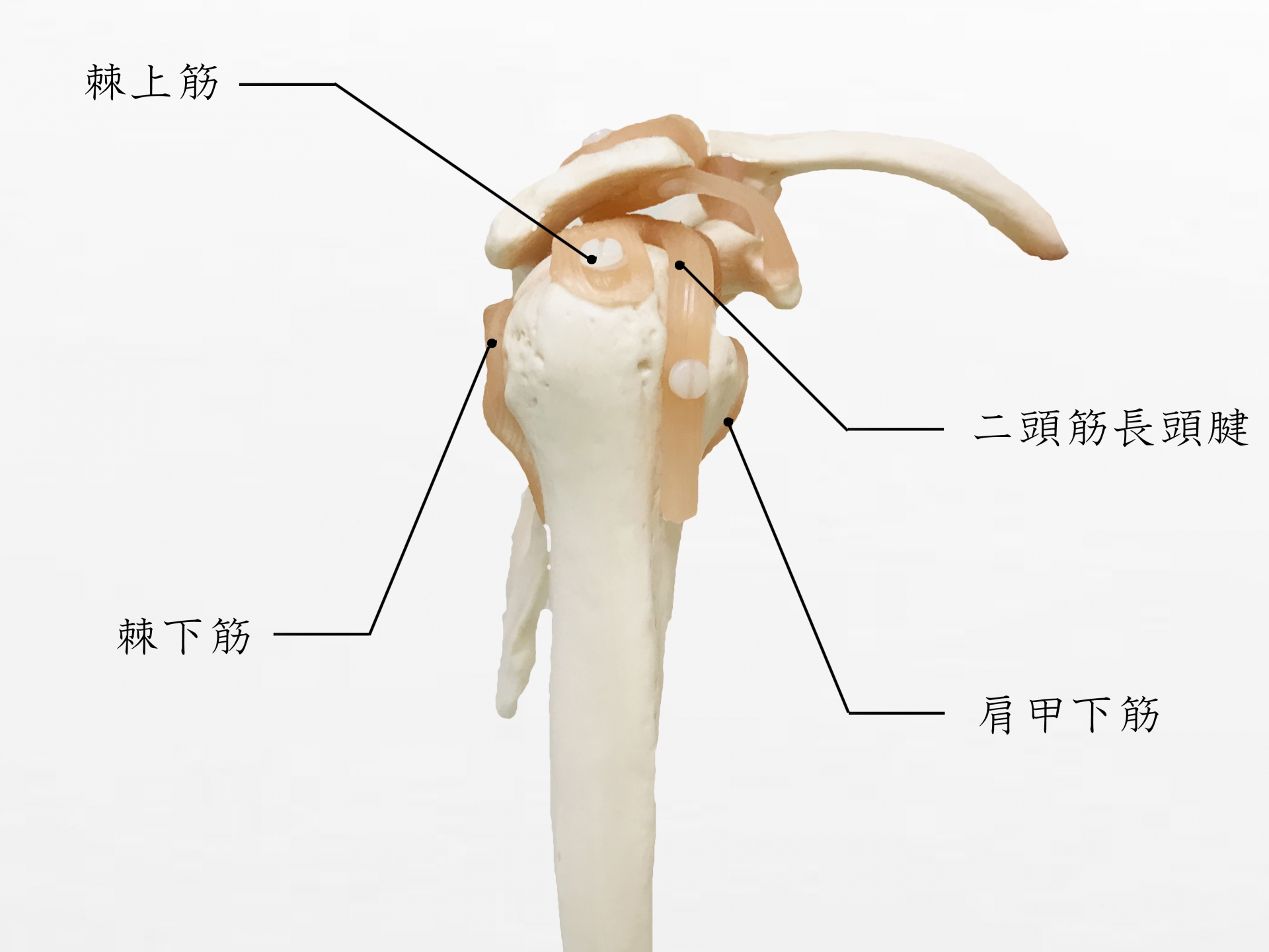野球肩の症状
