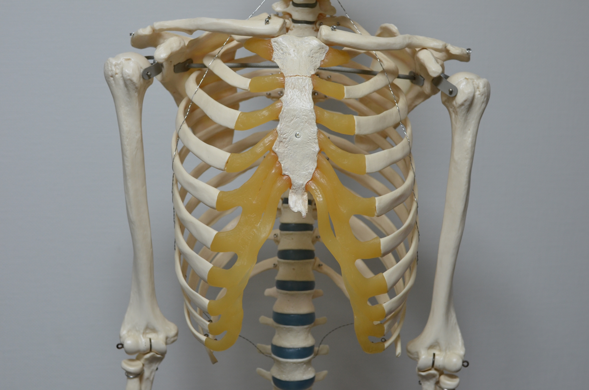 胸部の身体構造を確認するイメージ写真